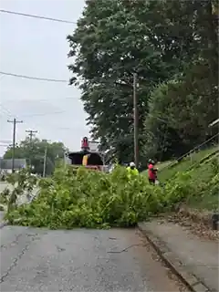 Tree Service Pro on the Job