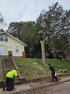 Tree Cutters | Affordable Tree Professionals