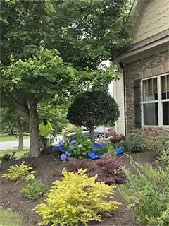 Tree Service Removal Cutting Pruning